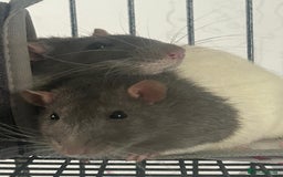 Rat rodents for sale: Brother rats. So cute and friendly. Kids handled - Image 15