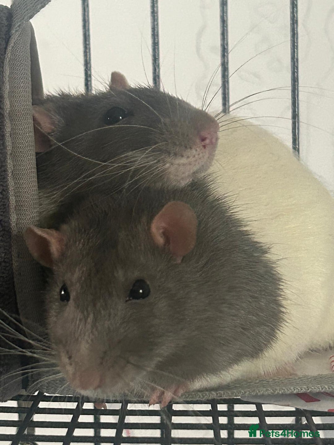Rat rodents for sale: Brother rats. So cute and friendly. Kids handled - Image 15