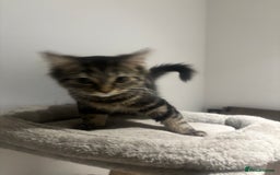 British Shorthair cats for sale: Charming British Shorthair-Siberian Mix kitten - Image 6
