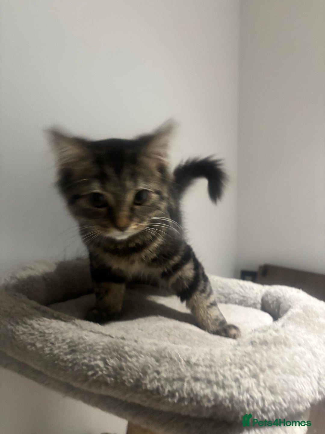 British Shorthair cats for sale: Charming British Shorthair-Siberian Mix kitten - Image 6