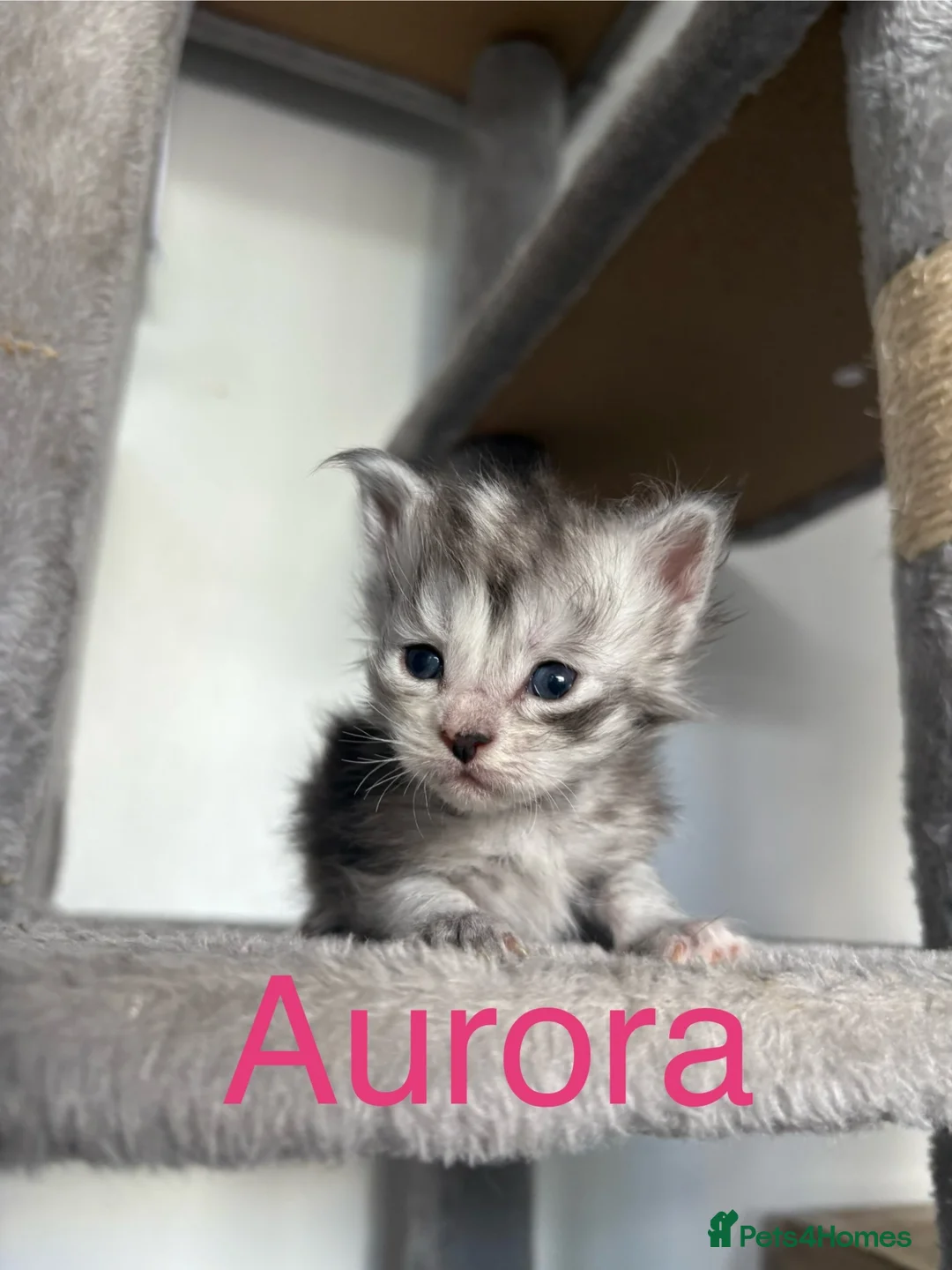 Maine Coon cats for sale: Maine coon kittens for sale  in Tamworth - Advert 2