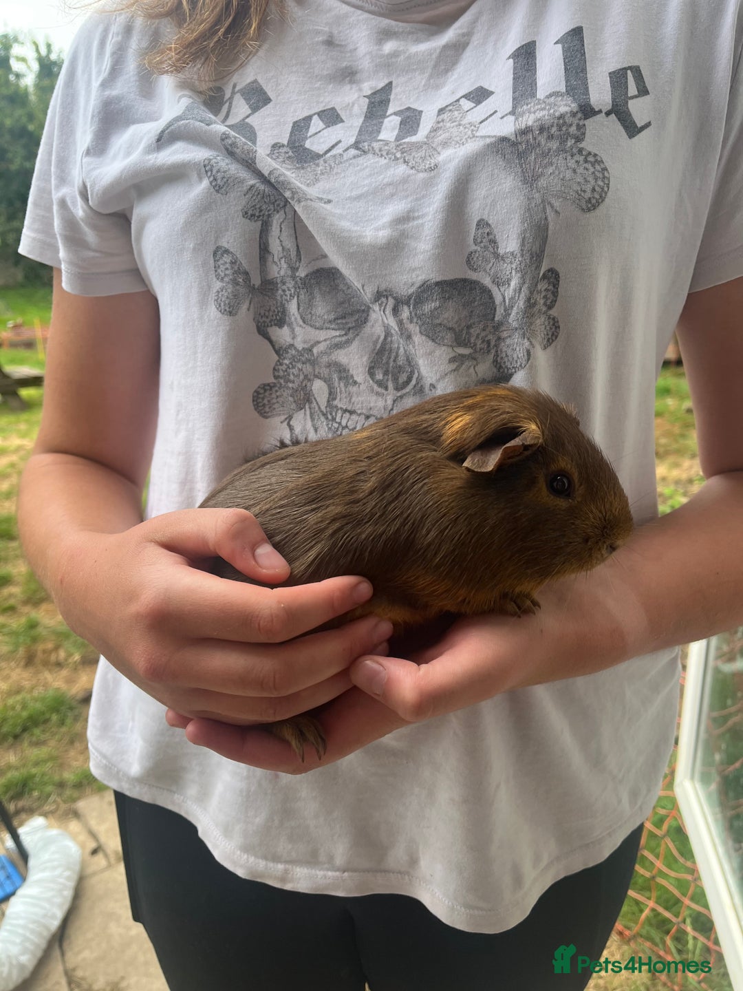 Guinea Pig rodents for sale: Male Ginger pig  - Image 2