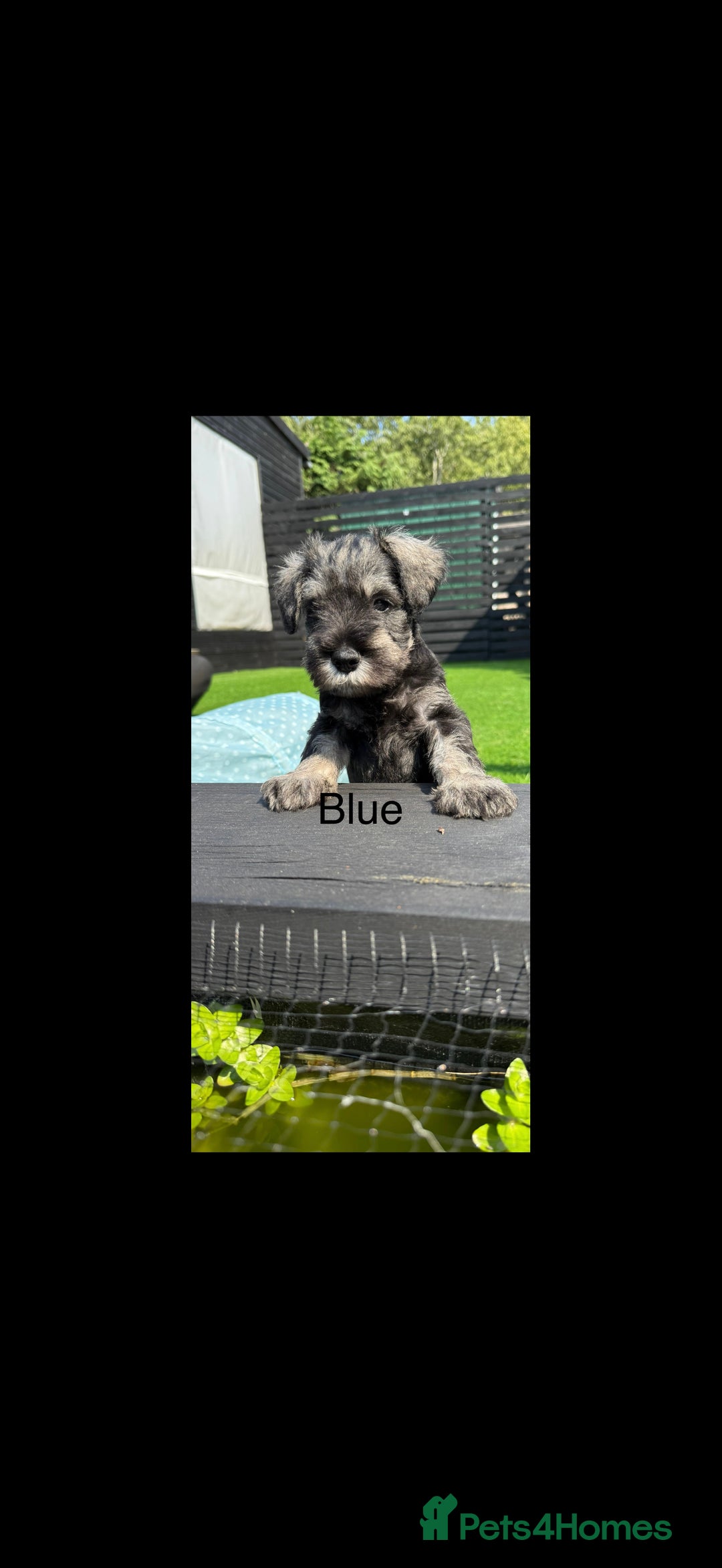 Miniature Schnauzer dogs for sale: Adorable miniature schnauzers  - Image 1