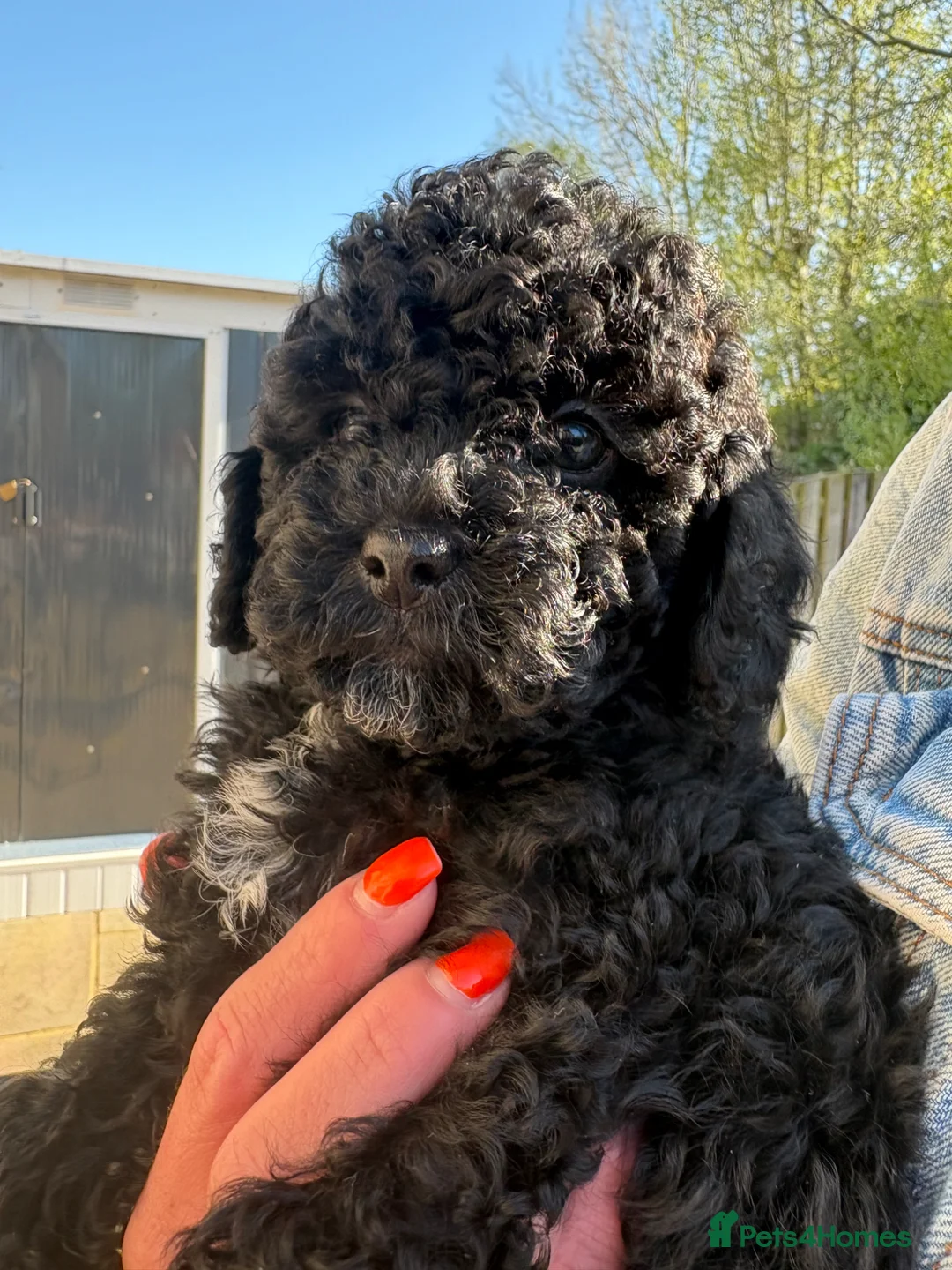 Cavapoo dogs for sale: Beautiful toy Cavapoo 1 girl left!!!! 💖💖💖💙 - Advert 2
