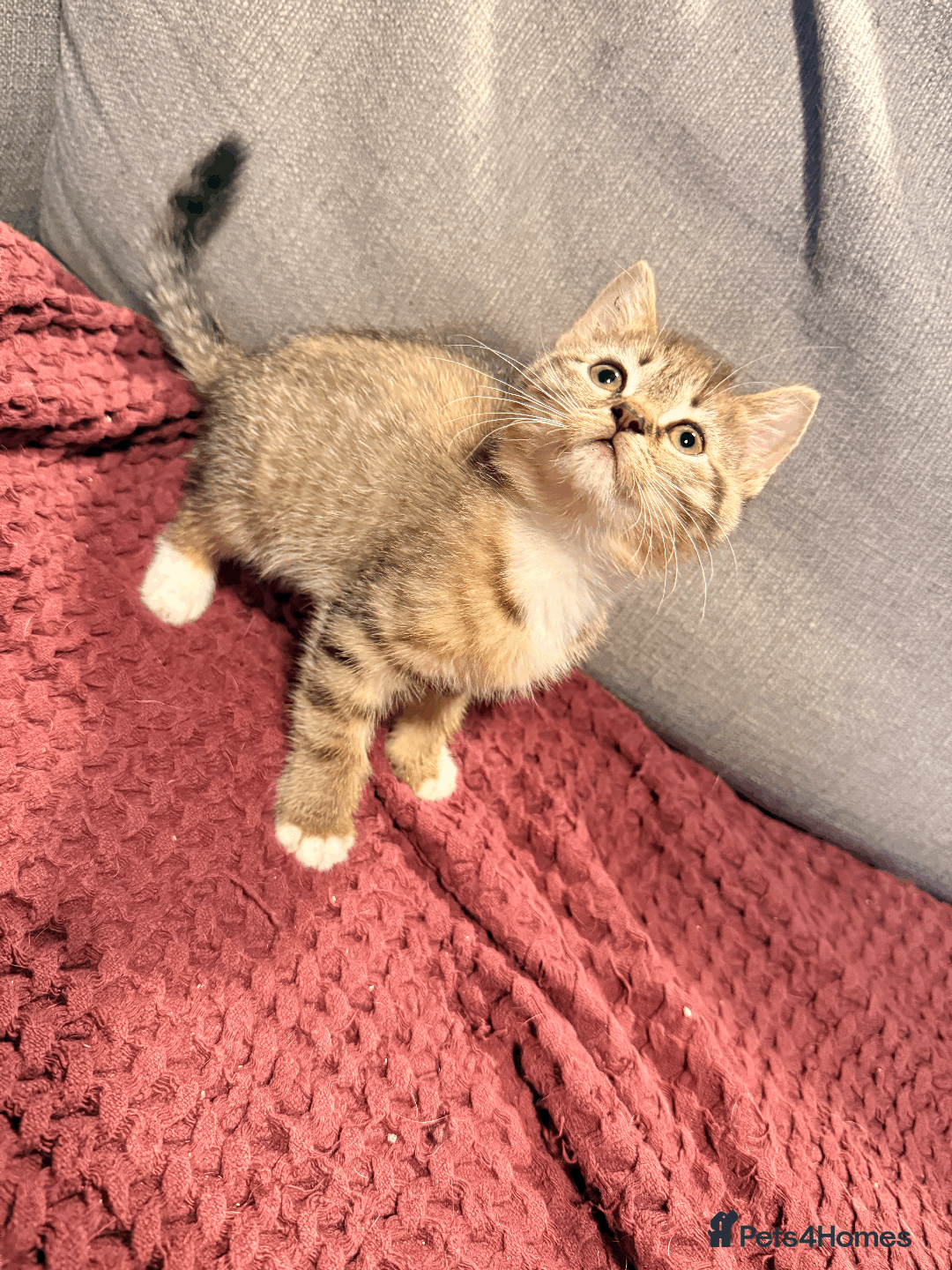 Mixed Breed cats for sale: 4x Himalayan x marble bengal x. Free 4w insurance  - Image 15