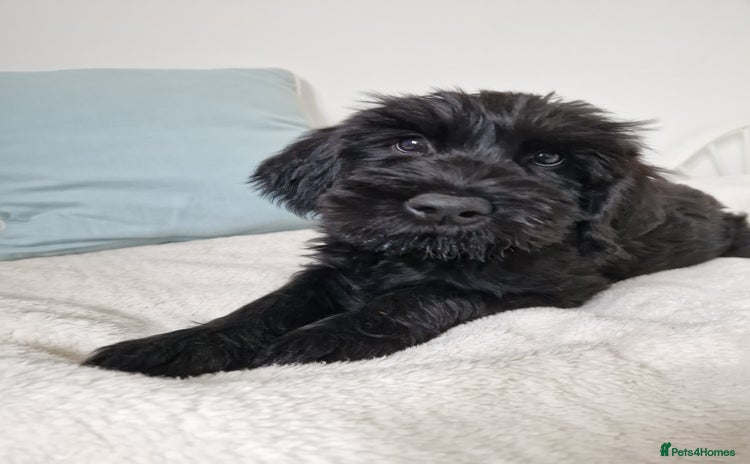 Giant Schnauzer dogs - Advert 1