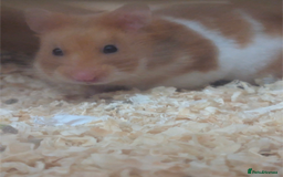Hamster rodents for sale: Syrian Hamster with secure enclosure  - Advert 2
