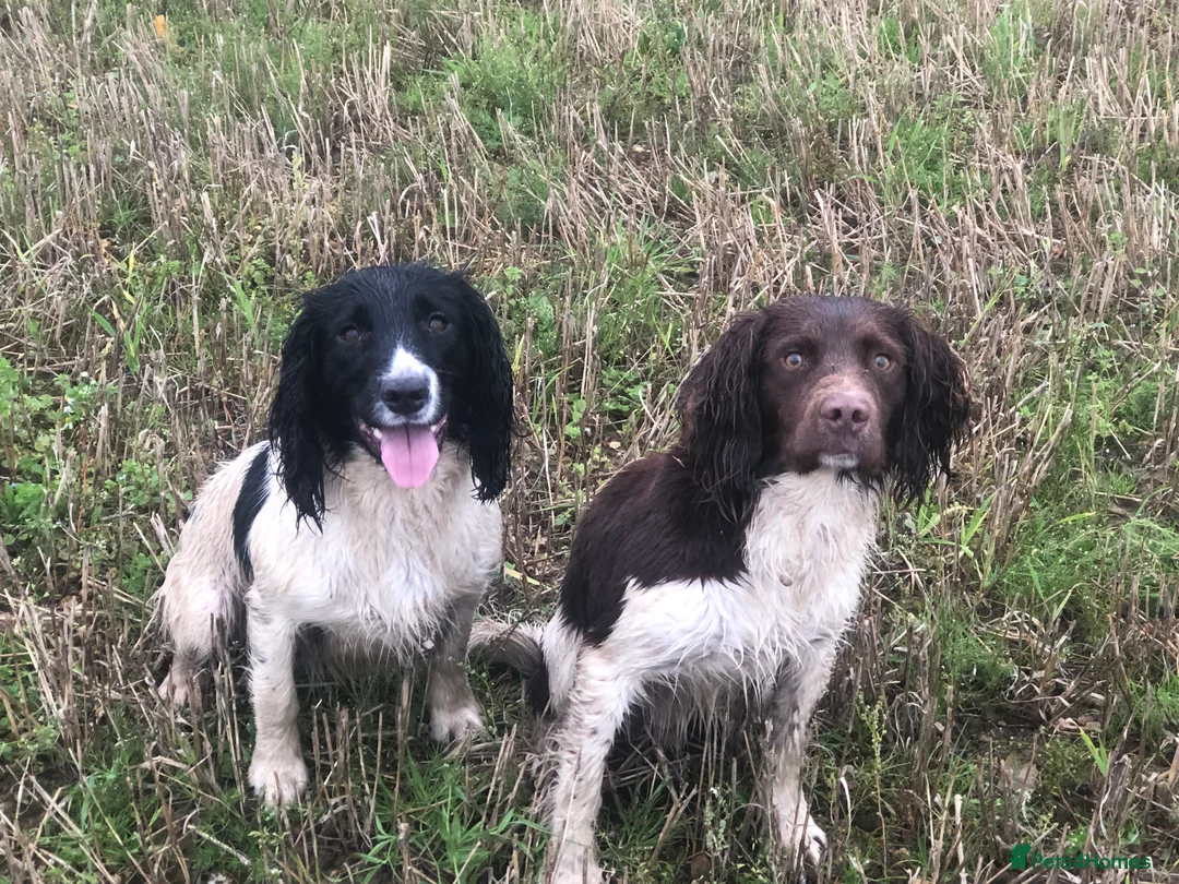 English Springer Spaniel dogs for stud: ACE SPIRIT ONE OF ELISHADE  in Tonbridge - Advert 3
