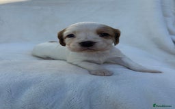 Cocker Spaniel dogs for sale: Beautiful kc registered cockerspaniel puppies  - Image 2