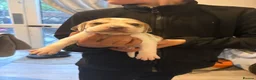Beagle dogs for sale: Beagle pups in Bradford - Advert 9