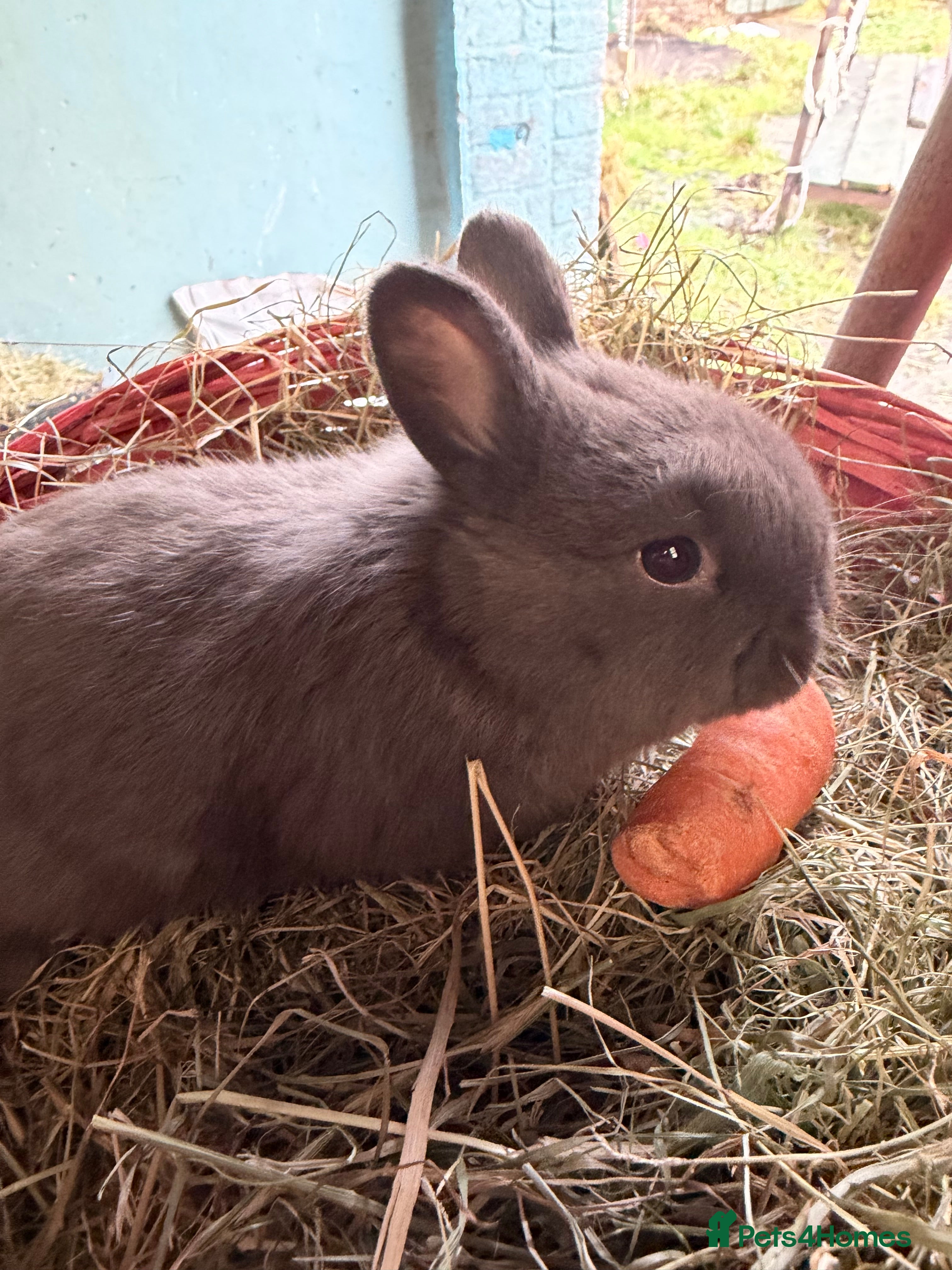 Mixed Breed rabbits 🐰 3X Plush Bunnies 🐰  - Advert 2