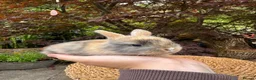 Mini Lop rabbits for sale: Friendly Harlequin Mini Lop Bunnies - Advert 1