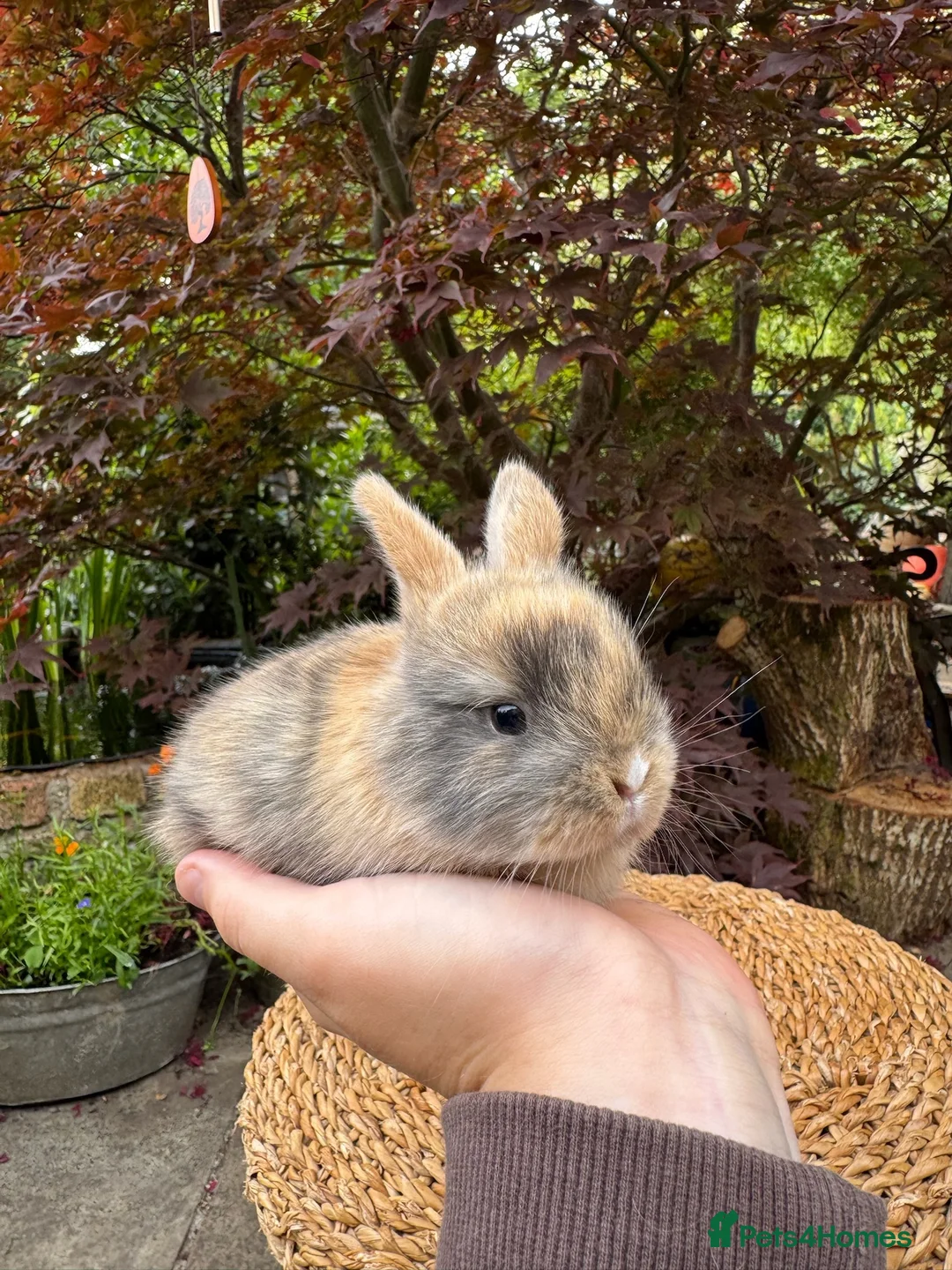 Mini Lop rabbits for sale: Friendly Harlequin Mini Lop Bunnies - Advert 1