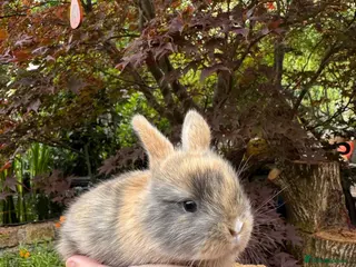 Mini Lop rabbits Friendly Harlequin Mini Lop Bunnies - Advert 1