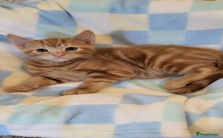 Mixed Breed cats - Advert 11