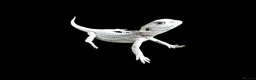 Bearded Dragon reptiles for sale: BEARDED DRAGONS - Advert 4