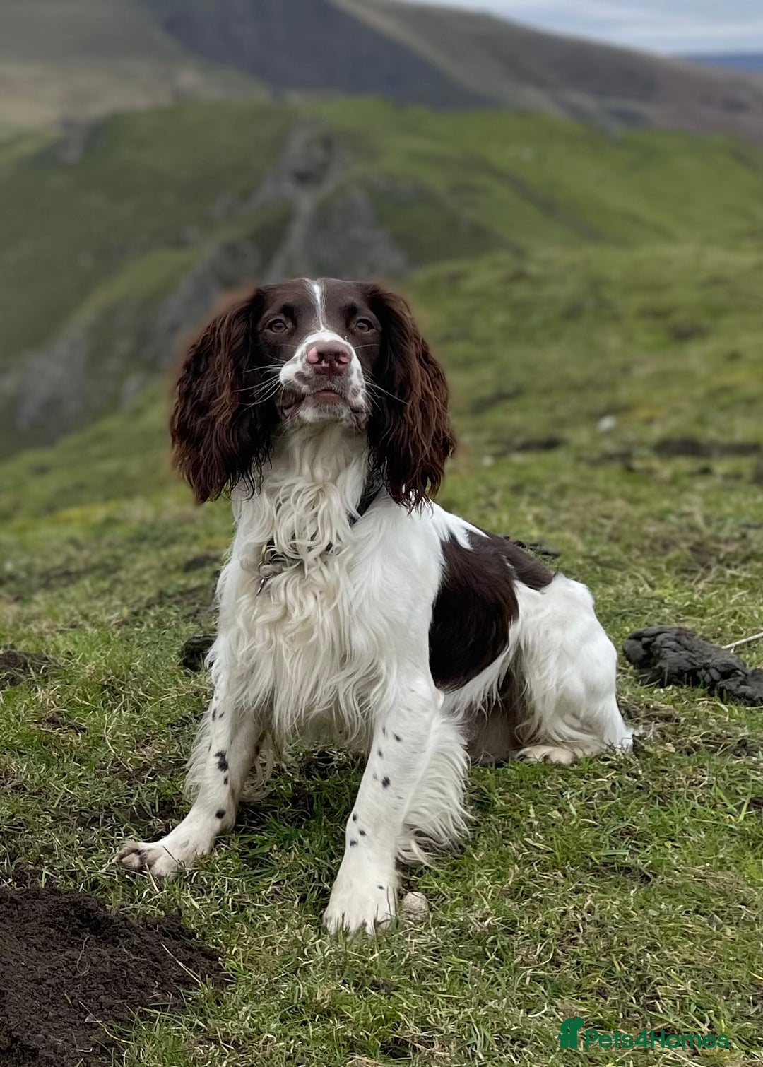 English Springer Spaniel dogs for stud: *KC registered* Gus available for stud in Pontefract - Advert 2
