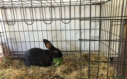 English Spot rabbits for sale: English Rabbits for sale  - Image 5