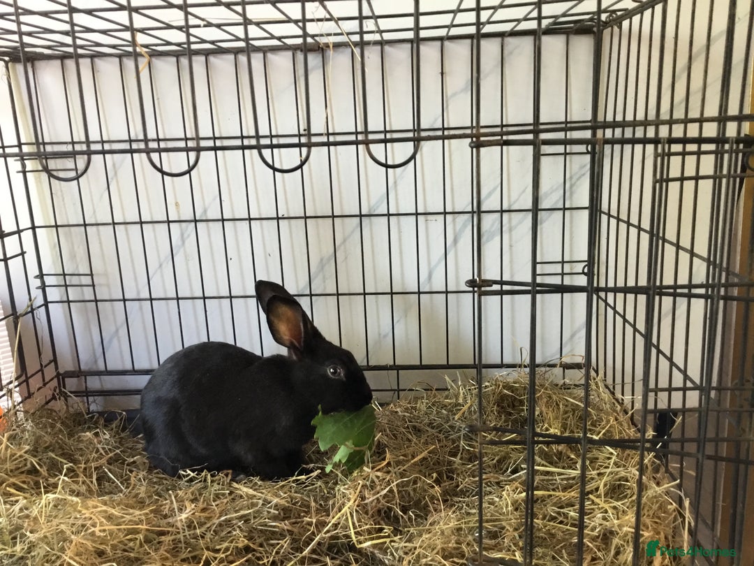 English Spot rabbits for sale: English Rabbits for sale  - Image 5
