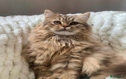 British Shorthair cats for sale: 🤎 TICA pedigree gingery tabby British shorthairs - Image 5