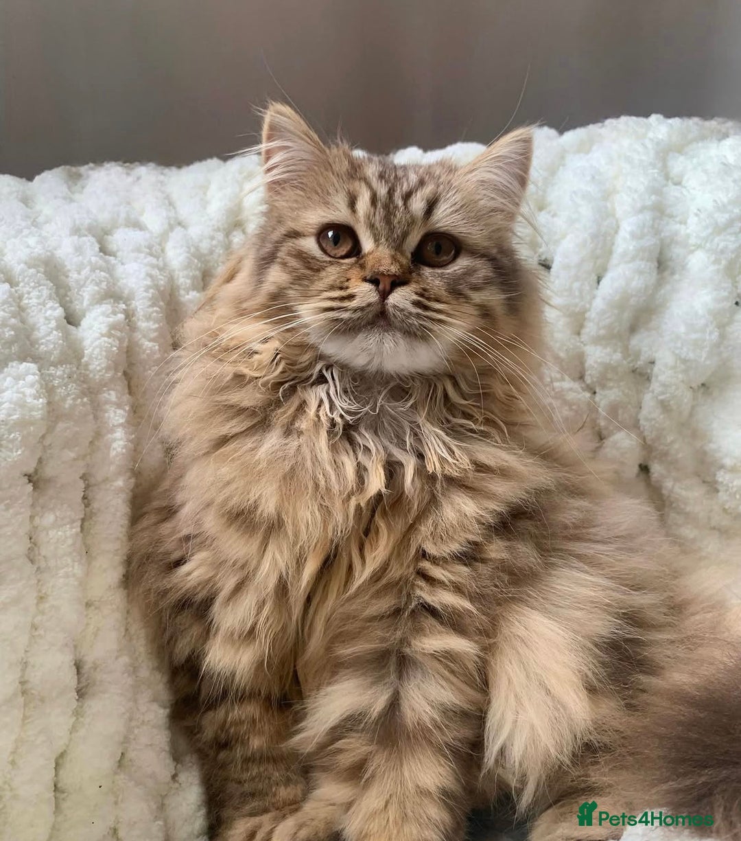 British Shorthair cats for sale: 🤎 TICA pedigree gingery tabby British shorthairs - Image 5