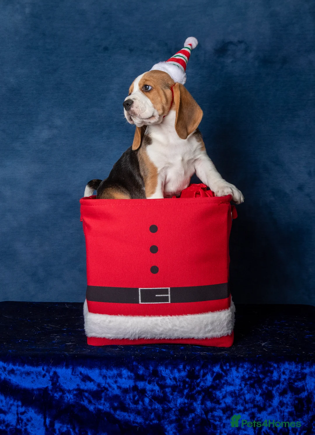 Beagle dogs for sale: CH Sired, Fully Health Tested, KC Reg, Beagle Pups - Advert 25