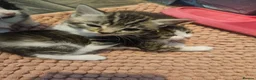 Mixed Breed cats for sale: Kittens  - Advert 4