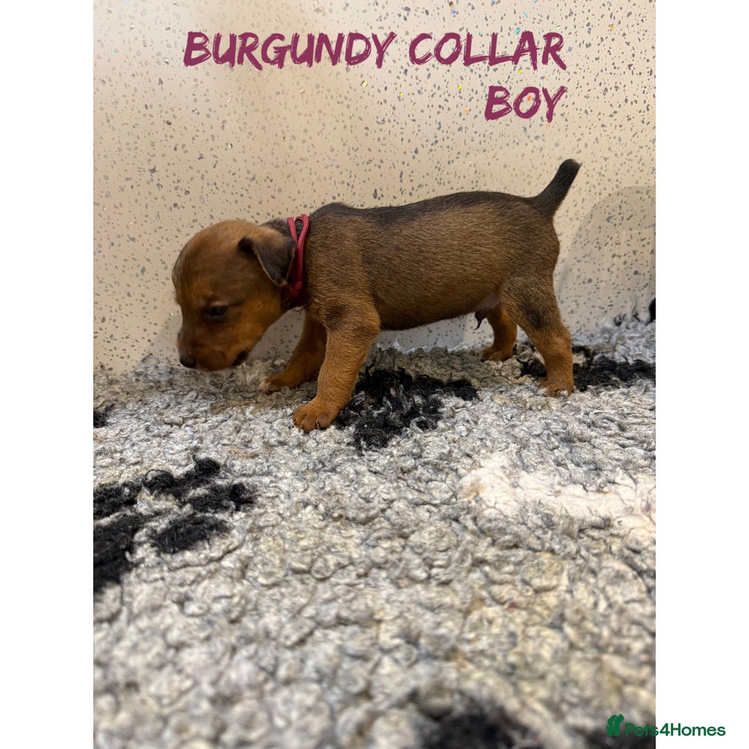 Lakeland Terrier dogs for sale: Lakeland terrier puppies  - Image 8