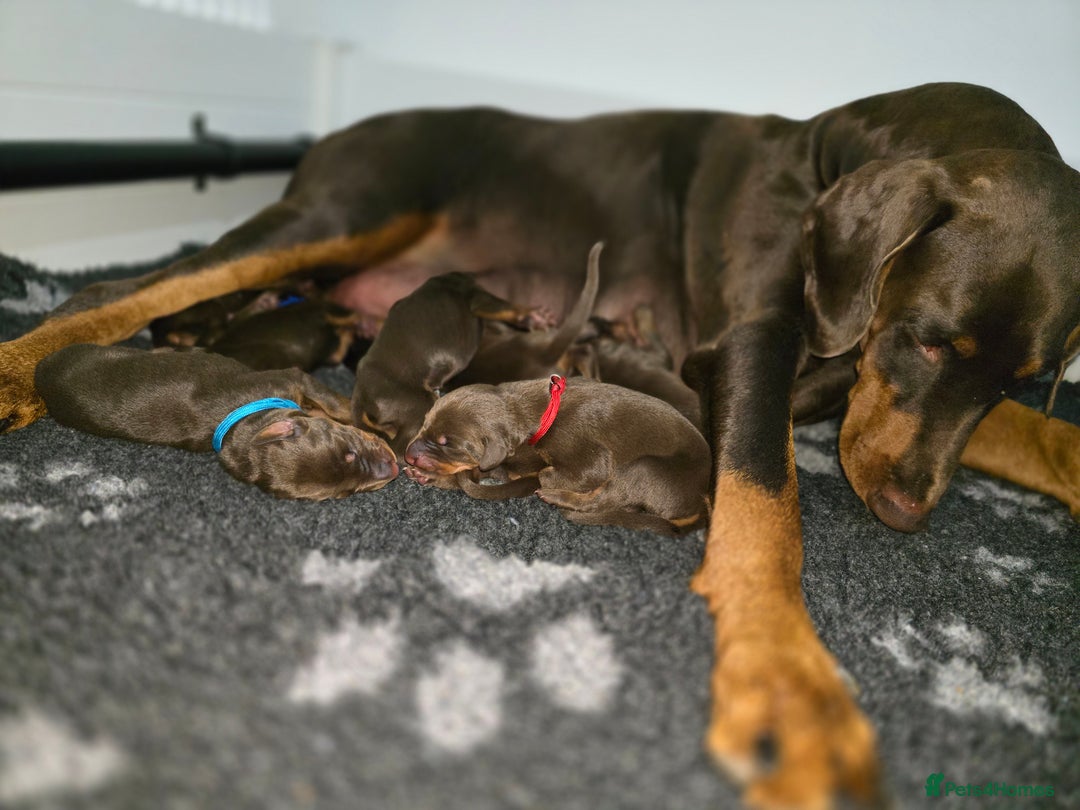 Dobermann dogs for sale: *HEALTH TESTED,HOME REARED,STUNNING DOBERMAN PUPS - Image 20