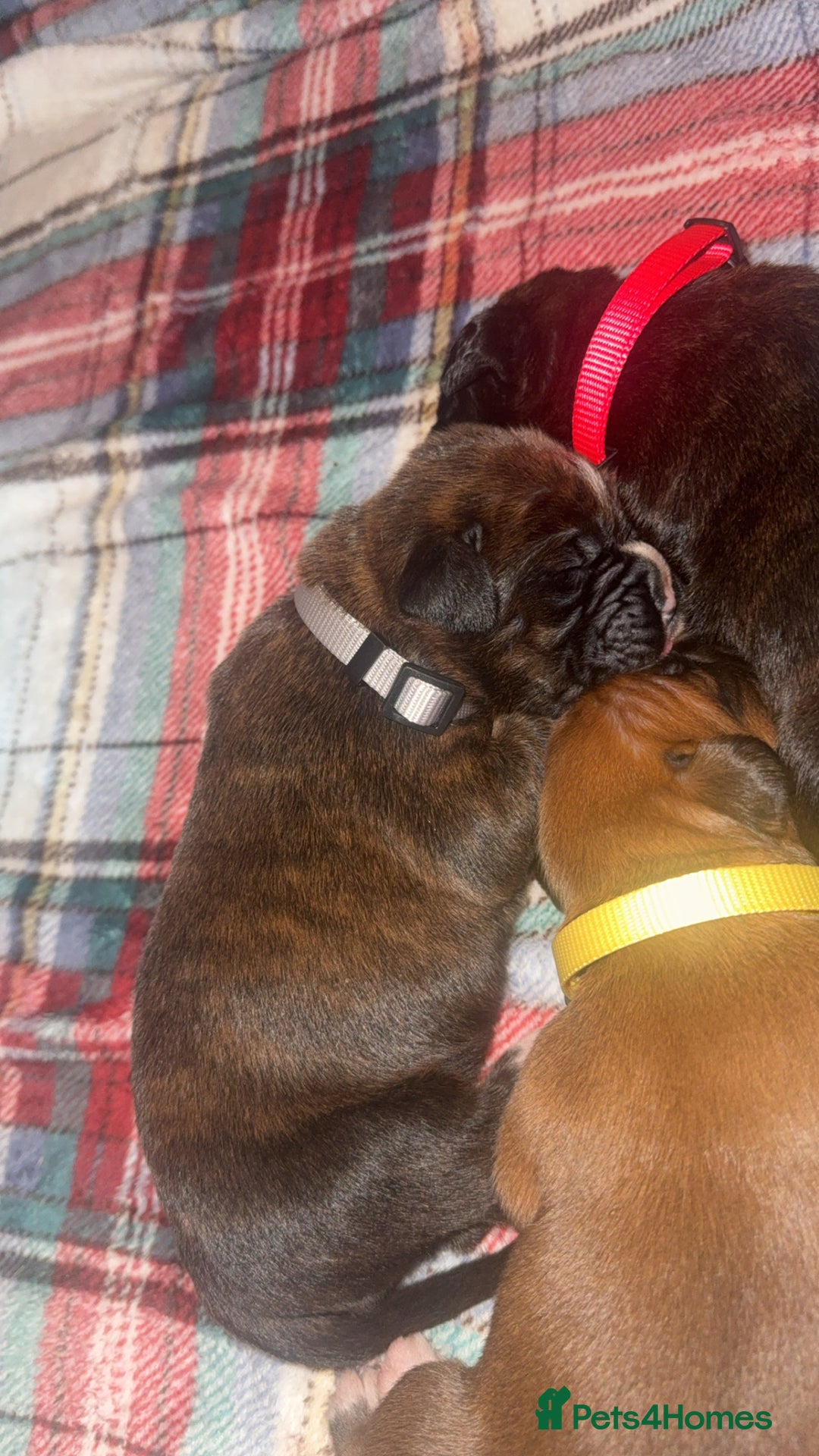 Boxer dogs for sale: Beautiful litter of 6 Pedigree Boxer Puppies  - Advert 5