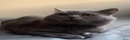 British Shorthair cats for sale: 2 Affectionate, Playful, Loving BSH Female Kittens in Gravesend - Advert 8