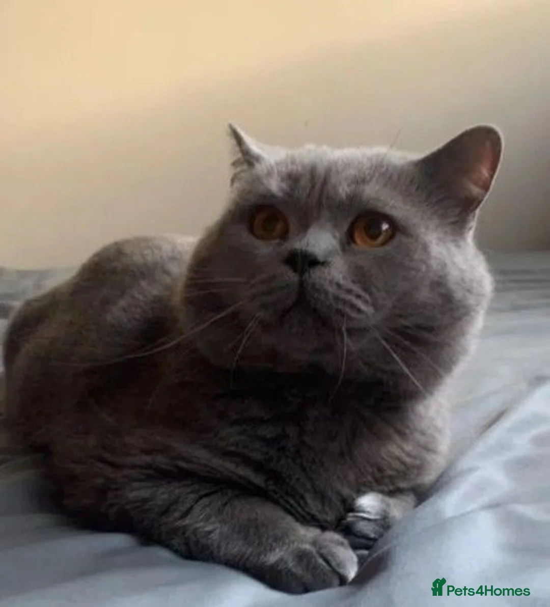 British Shorthair cats for sale: 2 Affectionate, Playful, Loving BSH Female Kittens in Gravesend - Advert 8