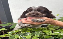 Cocker Spaniel dogs for sale: Show cocker spaniels  - Image 26