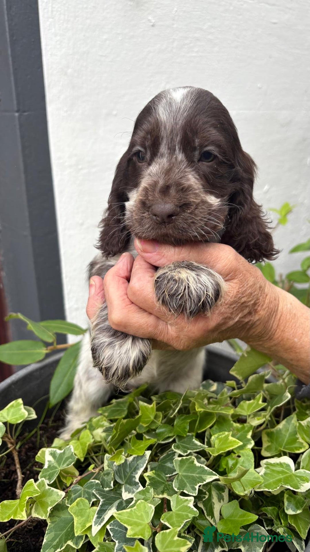 Cocker Spaniel dogs for sale: Show cocker spaniels  - Image 26