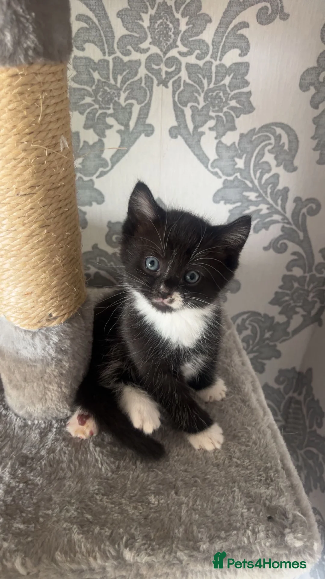Mixed Breed cats for sale: Beautiful kittens  in Newcastle - Advert 1
