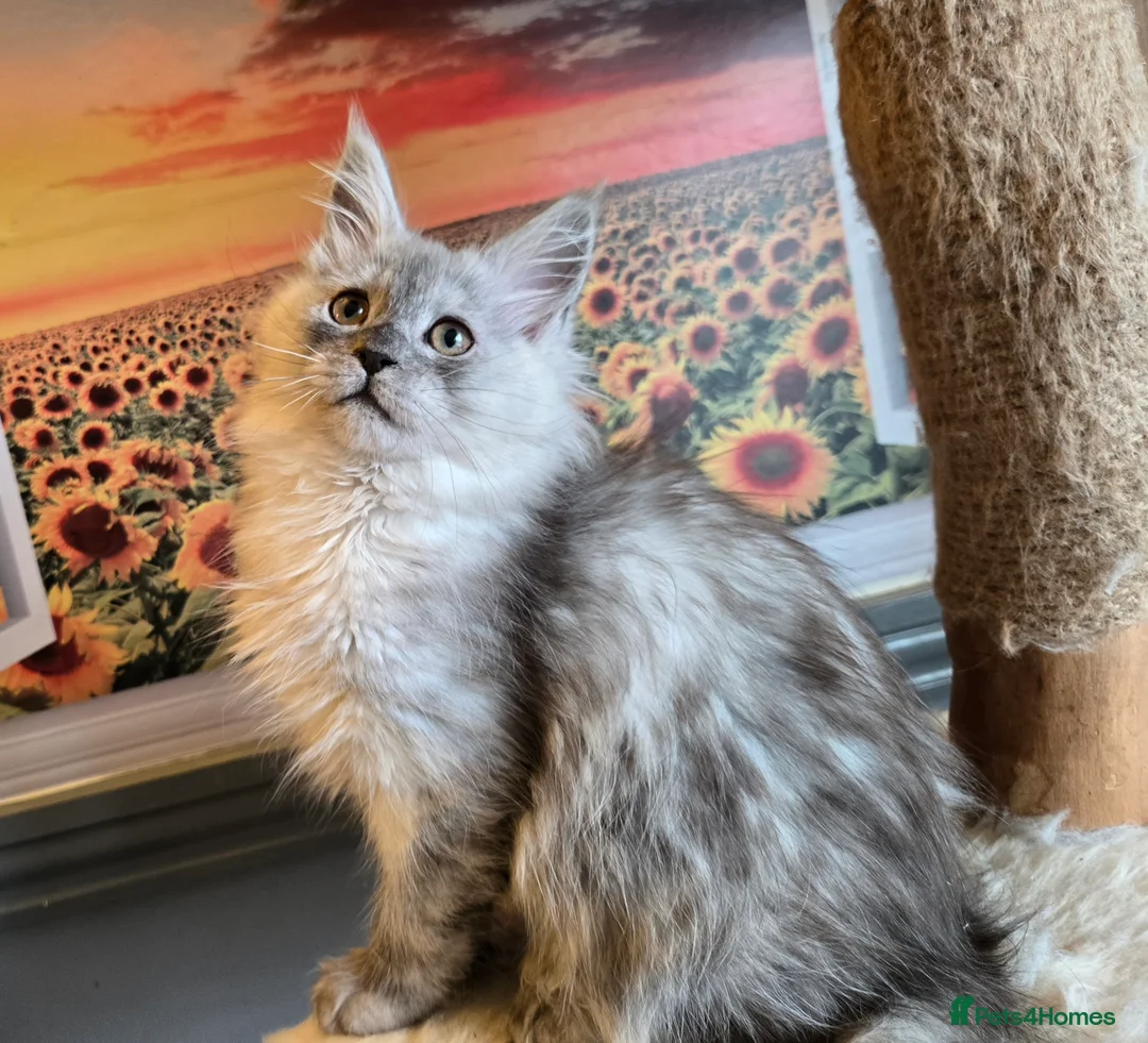 Maine Coon cats for sale: Stunning GCCF Maine Coon kittens - Advert 6