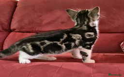 Mixed Breed cats for sale: Sweet male kitten - Image 2