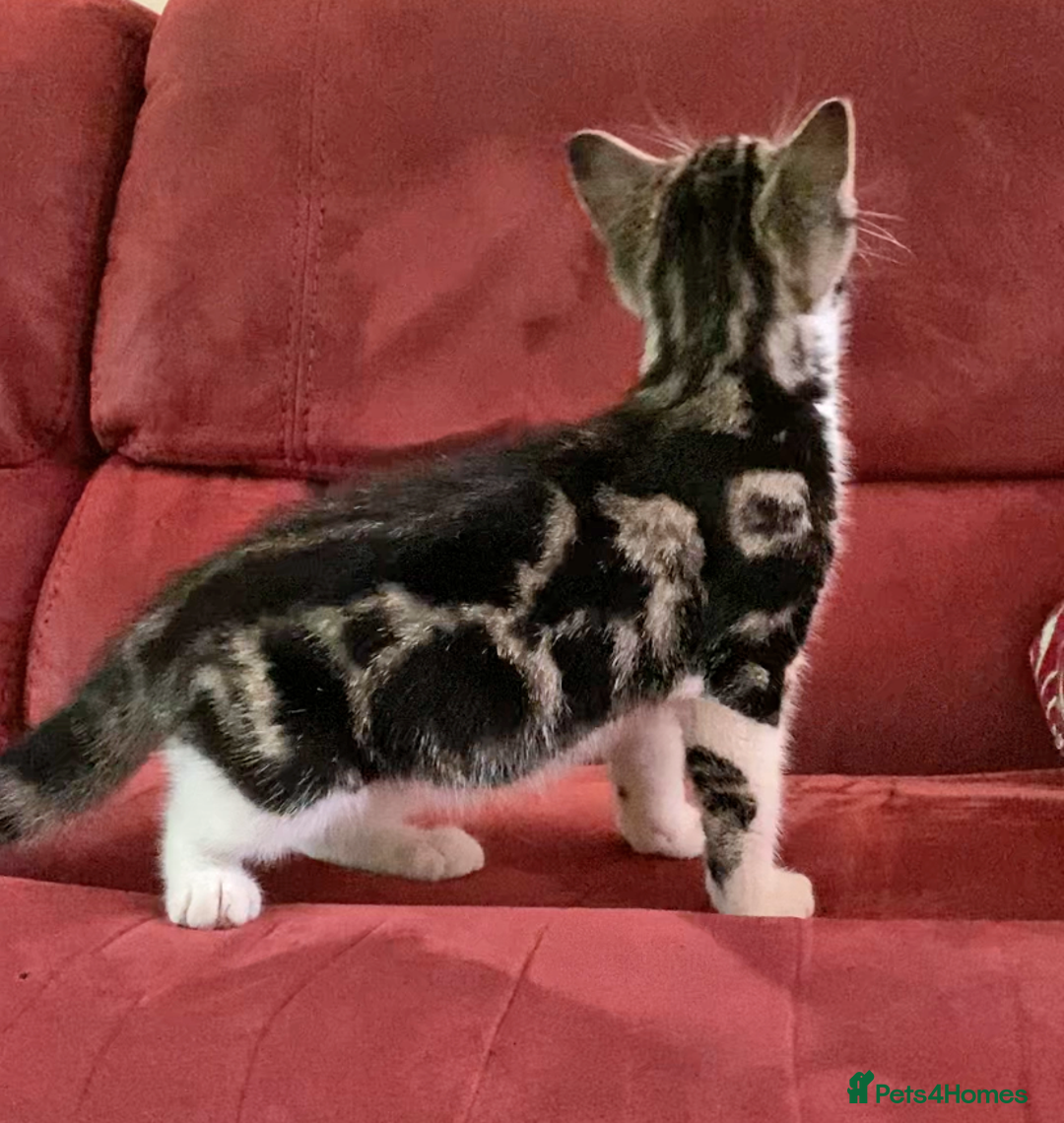 Mixed Breed cats for sale: Sweet male kitten - Image 2