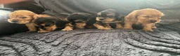 Cocker Spaniel dogs for sale: Kc reg Show type cocker spaniel in Shotts - Advert 10