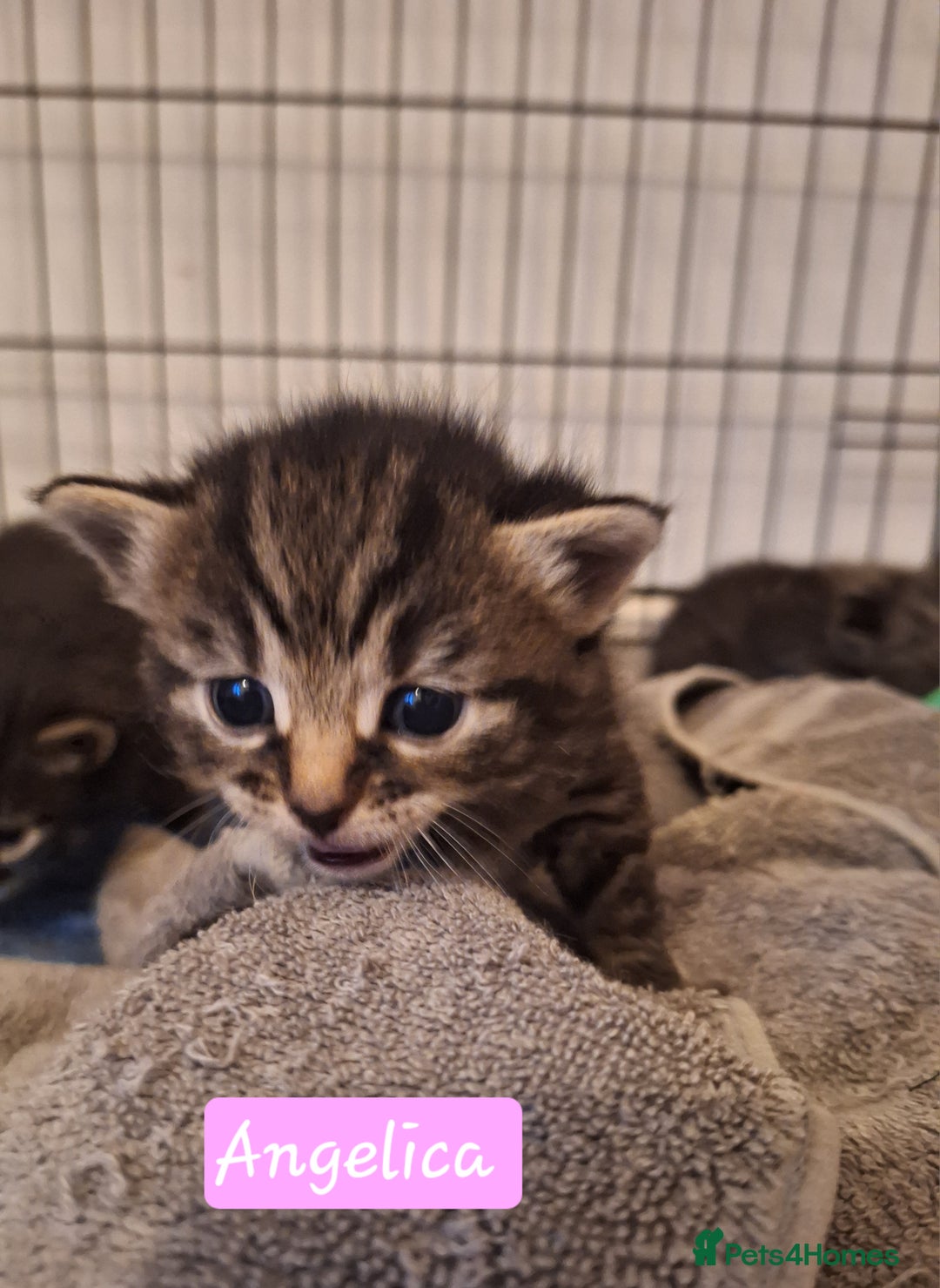 Domestic Shorthair cats for sale: Babies ready for their new homes NOW 🥰 - Image 11