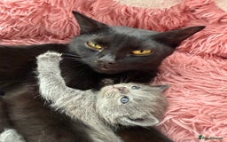 British Shorthair cats for sale: 3 male and 3 female kittens and mother  - Image 10