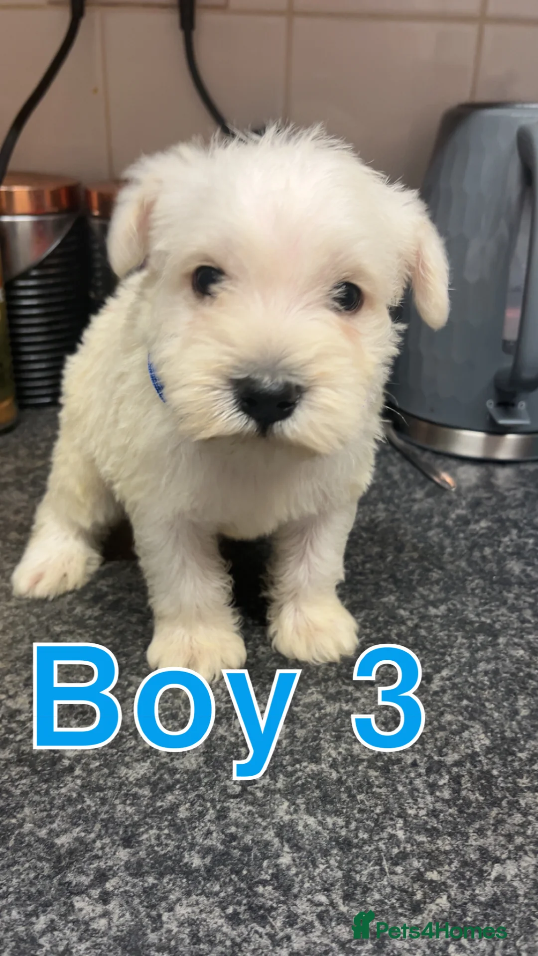 Miniature Schnauzer dogs for sale: Miniature Schnauzer Puppies - Advert 4