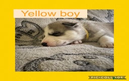 Siberian Husky dogs for sale: Siberian husky puppies - Image 3