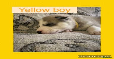Siberian Husky dogs - Advert 3
