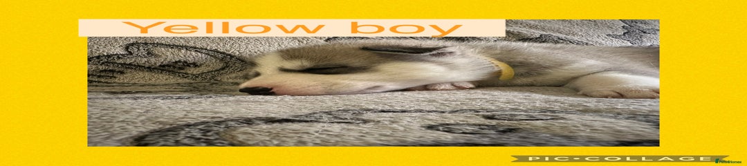Yellow collar