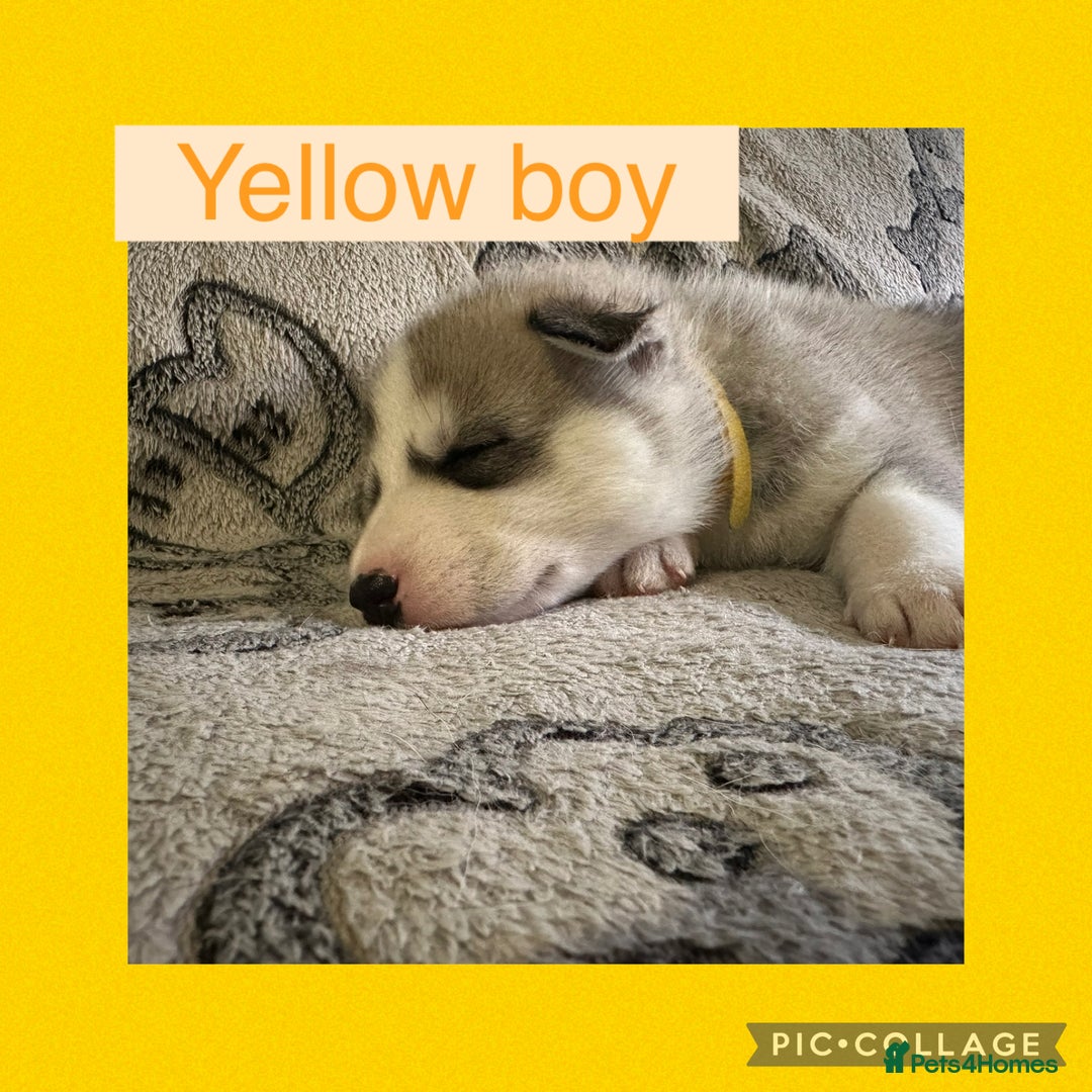 Siberian Husky dogs for sale: Siberian husky puppies - Image 3