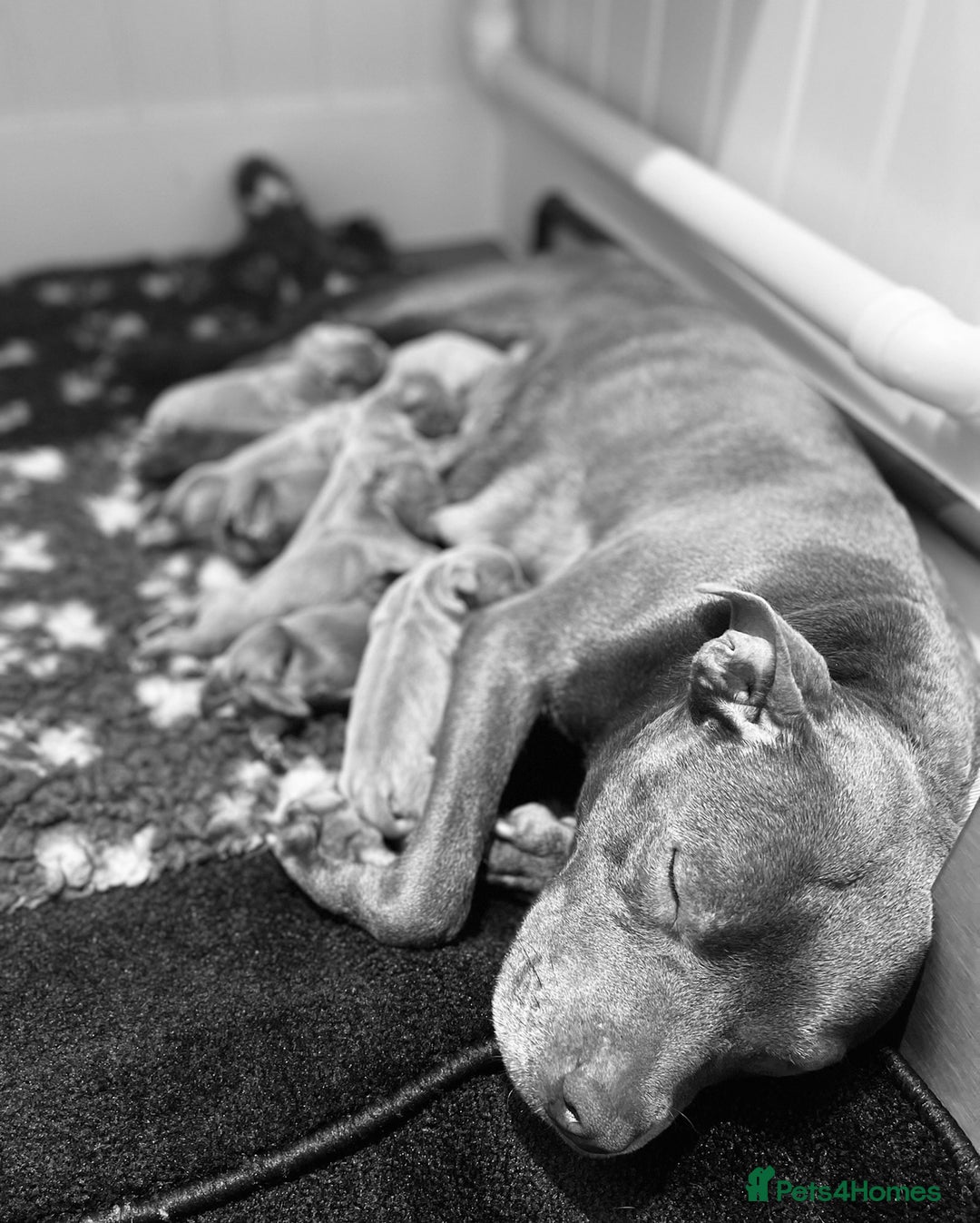 Staffordshire Bull Terrier dogs for sale: Blue Staffordshire Bull Terrier Champion Pups - Image 24