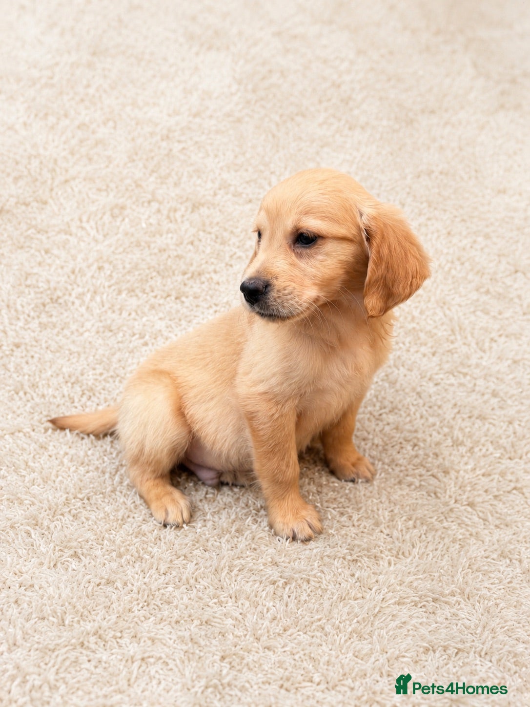 Golden Retriever dogs Ready to leave Outstanding golden retrievers 🐶 - Advert 6