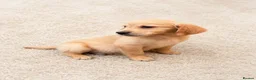 Golden Retriever dogs for sale: 1girl💕 ready to leave golden retrievers 🐶 - Advert 1