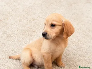 Golden Retriever dogs Ready to leave Outstanding golden retrievers 🐶 - Advert 10